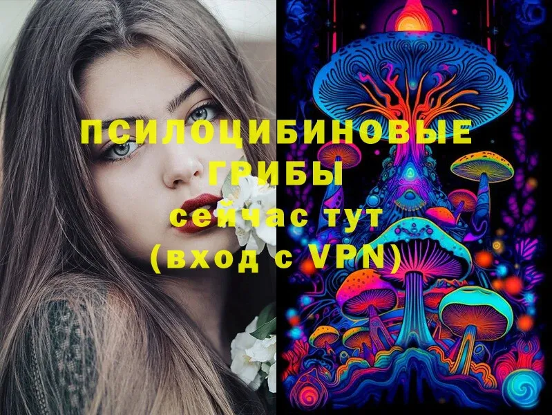 как найти закладки  Нерехта  Псилоцибиновые грибы Cubensis 